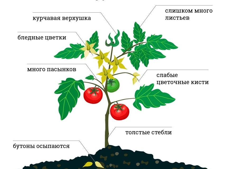 Помидоры жируют. Что это? Что делать, как исправить