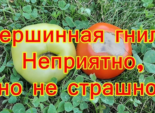 Вершинная гниль. Неприятно, но не страшно!